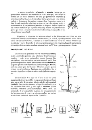 Las raíces secundarias, adventicias o nodales (raíces que no
proceden de la radícula del embrión o de la raíz principal), son las que se
forman en los nudos inferiores del tallo que permanecen enterrados y
constituyen el verdadero sistema radical de las gramíneas. Este sistema
radical es típicamente fasciculado o en cabellera. Estas raíces nacen en la
base de cada uno de los hijuelos y se renuevan con ellos, de este modo, el
sistema radical de las gramíneas pratenses se desplaza hacia la superficie
del suelo a medida en que la planta envejece y mueren sus partes básales,
por lo que tiende a ocupara menor volumen de suelo y puede quedar en una
situación muy superficial.
Respecto a la evolución del sistema radical, se ha demostrado que existe una alta
correlación entre el crecimiento del sistema aéreo y el radical, y que lógicamente en las zonas
secas éste se desarrolla más. También se ha demostrado que existe una intensa dinámica de
mortalidad y nuevo desarrollo de raíces adventicias en especies perennes, llegando a alcanzarse
porcentajes de renovación anual de raíces de hasta un 50 % en especies pratenses típicas.
LOS TALLOS Y LAS HOJAS
Los tallos de las gramíneas reciben el nombre de cañas y
están constituidos por una serie alternante de cortos nudos
macizos y más largos entrenudos huecos (aunque hay
excepciones con entrenudos macizos como el maíz). Las
gramíneas pratenses tienen generalmente un tallo herbáceo,
(algunos géneros los tienen leñosos, caña común gen. Arundo,
caña de azúcar gen. Saccharum, diferentes géneros que se
reúnen con el nombre de Bambúes, etc.), cilíndrico, liso o
estriado, lampiño o velloso, erecto o geniculado-ascendente,
etc.
En la inserción de la hoja con el nudo existe una yema
que en condiciones favorables puede desarrollarse y dar lugar
a un nuevo tallo, de estructura idéntica a la del tallo principal
(ahijado). Las ramificaciones del tallo pueden ser basales, con
un desarrollo horizontal, y dar lugar a estolones (tallos
rastreros) o rizomas (tallos subterráneos). Otras veces , los
entrenudos de la base del tallo engrosan por almacenamiento
de las sustancias de reserva y originan bulbos, que suelen
actuar como centros de regeneración vegetativa.
estolones rizomas bulbos
nudo
limbo
limbo
nudo
caña
lígula
vaina
 