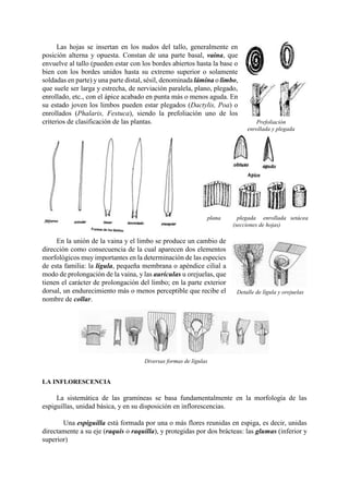 Detalle de lígula y orejuelas
Las hojas se insertan en los nudos del tallo, generalmente en
posición alterna y opuesta. Constan de una parte basal, vaina, que
envuelve al tallo (pueden estar con los bordes abiertos hasta la base o
bien con los bordes unidos hasta su extremo superior o solamente
soldadas en parte) y una parte distal, sésil, denominada lámina o limbo,
que suele ser larga y estrecha, de nerviación paralela, plano, plegado,
enrollado, etc., con el ápice acabado en punta más o menos aguda. En
su estado joven los limbos pueden estar plegados (Dactylis, Poa) o
enrollados (Phalaris, Festuca), siendo la prefoliación uno de los
criterios de clasificación de las plantas.
En la unión de la vaina y el limbo se produce un cambio de
dirección como consecuencia de la cual aparecen dos elementos
morfológicos muy importantes en la determinación de las especies
de esta familia: la lígula, pequeña membrana o apéndice cilial a
modo de prolongación de la vaina, y las aurículas u orejuelas, que
tienen el carácter de prolongación del limbo; en la parte exterior
dorsal, un endurecimiento más o menos perceptible que recibe el
nombre de collar.
LA INFLORESCENCIA
La sistemática de las gramíneas se basa fundamentalmente en la morfología de las
espiguillas, unidad básica, y en su disposición en inflorescencias.
Una espiguilla está formada por una o más flores reunidas en espiga, es decir, unidas
directamente a su eje (raquis o raquilla), y protegidas por dos brácteas: las glumas (inferior y
superior)
Prefoliación
enrollada y plegada
plana plegada enrollada setácea
(secciones de hojas)
Diversas formas de lígulas
 
