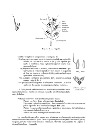 lema y palea
androceo y gineceo
con lodículas
Una flor completa de una gramínea se compone de:
 Dos bracteas protectoras: una inferior denominada lema o glumilla
inferior, en cuya axila se inserta la flor, y otra superior que
recibe el nombre de palea o glumilla superior, inserta en el
pedúnculo floral.
 Dos pequeñas bractéolas o escamas, denominadas lodículas, que
representan el periantio de la flor y cuya misión es la apertura
de ésta por turgencia en la antesis (liberación del polen por
apertura de los estambres)
 Un androceo compuesto generalmente por 3 estambres, aunque
pueden variar de 1 a 6.
 Un gineceo constituido por un ovario con un sólo óvulo. Los estilos
suelen ser dos y están coronados por estigmas plumosos.
Las flores pueden ser hermafroditas o presentar sólo estambres o sólo
órganos femeninos; o pueden ser estériles, reducidas tan sólo a alguna de las
partes de la flor.
Pudiendo distribuirse en la planta del siguiente modo:
Plantas con flores de un solo sexo (gen. Cortaderia)
Plantas con espiguillas masculinas y femeninas en inflorescencias separadas o en
partes separadas de la inflorescencia (gen. Zea, Coix)
Plantas con espiguillas masculinas o estériles y femeninas o hermafroditas en
grupos por toda la inflorescencia.
Plantas con todas las espiguillas hermafroditas.
Las glumillas (lema y palea) pueden tener aristas o no tenerlas, constituyendo estas aristas
un mecanismo de dispersión del grano. Cuando aparecen pueden tener posición terminal (apical),
subapical, dorsal o basal, siendo cilíndrica o aplanada, retorcida, recta, acodada, etc. La palea es
siempre biaquillada y binervada.
flor estéril
lema
palea
estigmas
estambres
ovario
lodículas
gluma superior
gluma inferior
Esquema de una espiguilla
 