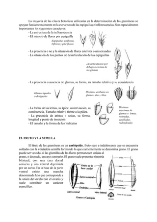 Espiguillas unifloras,
bifloras y plurifloras
Desarticulación por
debajo o encima de
las glumas
Distintos atributos en
glumas, alas, cilios
Distintas
secciones de
glumas o lemas,
rostradas,
aquilladas,
redondeadas
La mayoría de las claves botánicas utilizadas en la determinación de las gramíneas se
apoyan fundamentalmente en la estructura de las espiguillas e inflorescencias. Son especialmente
importantes los siguientes caracteres:
 La estructura de la inflorescencia
 El número de flores por espiguilla


 La presencia o no y la situación de flores estériles o unisexuadas
 La situación de los puntos de desarticulación de las espiguillas






 La presencia o ausencia de glumas, su forma, su tamaño relativo y su consistencia





 La forma de las lemas, su ápice, su nerviación, su
consistencia. Tamaño relativo frente a la pálea.
 La presencia de aristas o sedas, su forma,
longitud y punto de inserción
 El tamaño y la forma de las lodículas
EL FRUTO Y LA SEMILLA
El fruto de las gramíneas es un cariópside, fruto seco e indehiscente que se encuentra
soldado con la verdadera semilla formando lo que corrientemente se denomina grano. El grano
puede ser vestido, si las glumillas de las flores permanecen unidas al
grano, o desnudo, en caso contrario. El grano suele presentar simetría
bilateral, con una cara dorsal
convexa y una ventral deprimida
por un surco. En la base de la parte
ventral existe una mancha
denominada hilo que corresponde a
la unión del óvulo con el ovario y
suele constituir un carácter
específico.
Glumas iguales
o desiguales
 