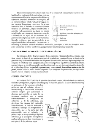 Escutelo (cotiledón único)
Coleóptilo
Hoja de la plúmula
Epiblasto (cotiledón rudimentario)
Mesocótilo
Radícula
Coleorriza
El embrión se encuentra situado en la base de la cara dorsal. En su extremo superior está
la plúmula, o rudimento de la parte aérea, en la que
se empiezan a diferenciar los primordios foliares; y
sobre ella, una vaina protectora: el coleóptilo. En
su extremo inferior está la radícula protegida por
una cubierta denominada coleorriza. En la zona
ventral se sitúa, a un lado, el escutelo (cotiledón
único de las gramíneas), órgano situado entre el
embrión y el endospermo que tiene por misión
movilizar las reservas de este último para ponerlas
a disposición de aquel en el momento de la
germinación del grano; y al otro una protuberancia
llamada epiblasto, que correspondería a un
segundo cotiledón rudimentario. La zona entre la
radícula y la plúmula, recibe el nombre de mesocótilo, que separa la base del coleóptilo de la
parte laminar del escutelo (cotiledón), que permanece en el interior de la semilla.
CRECIMIENTO Y DESARROLLO DE LAS GRAMÍNEAS
La formación de los diversos órganos de las gramíneas y de acumulación de materia seca
tiene lugar a lo largo de un proceso continuo de crecimiento y desarrollo que se inicia en la
germinación y culmina en la maduración del grano. Durante dicho proceso, la planta pasa por un
conjunto de estadios y fases agrupados en 3 periodos: un periodo vegetativo, cuando la planta no
prepara todavía su morfología para la reproducción sexual, con tres fases: germinación, desarrollo
de la plántula y ahijado; un periodo reproductivo y un periodo de formación y maduración del
grano, tras los cuales la planta termina un primer ciclo completo. Después de éste, las especies no
anuales pueden empezar un nuevo ciclo natural.
PERIODO VEGETATIVO
GERMINACIÓN: El proceso de germinación se inicia cuando, en condiciones adecuadas de
humedad y temperatura, el grano absorbe agua y el escutelo, gracias a la acción de una enzima y
en presencia de la hormona giberelina
producida por el embrión, digiere el
endospermo y lo convierte en hidratos de
carbono simples que constituyen el
alimento del embrión. A partir de ese
momento comienza más o menos
simultáneamente la elongación del
coleóptilo y de la coleorriza, que
atraviesan las paredes del cariópside.
Posteriormente, la radícula atraviesa la
coleorriza y da lugar a la raíz primaria; el
mesocótilo, que es la parte del tallo
comprendida entre el cotiledón y la
primera hoja, se alarga y da lugar al primer
entrenudo, y el coleóptilo, encargado de
perforar el suelo, se abre, permitiendo la
emergencia de las primeras hojas.
 