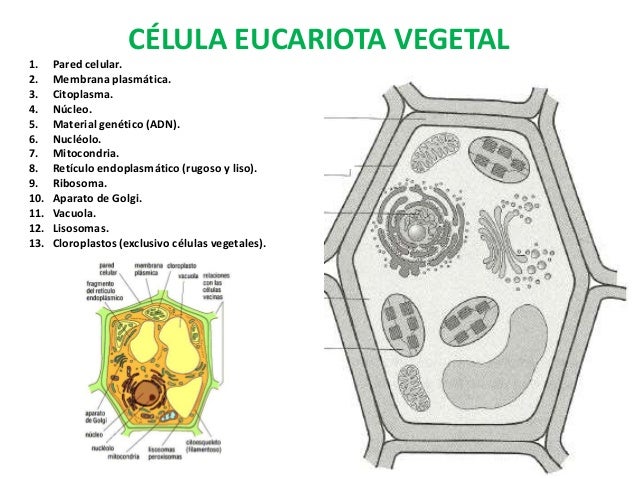 Featured image of post Celula Vegetal Para Colorear : Estruturas de uma celula vegetal.