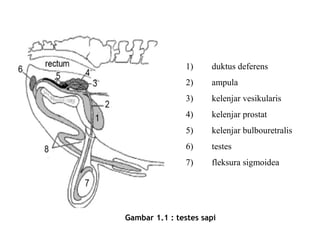 organ reproduksi jantan | PPT