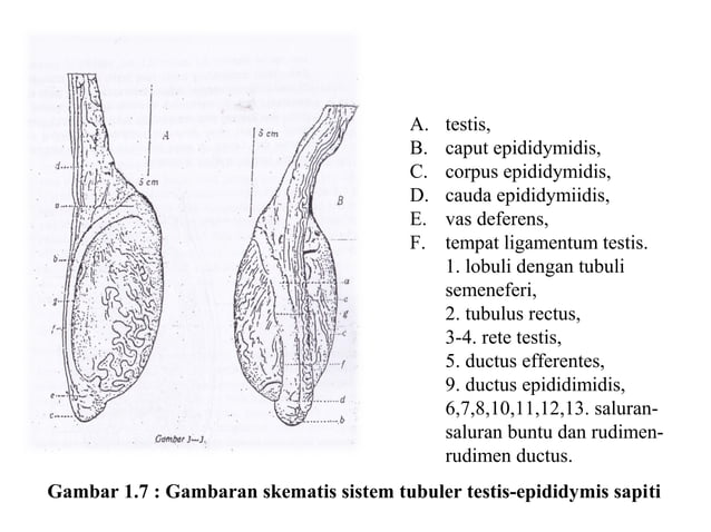organ reproduksi jantan | PPT