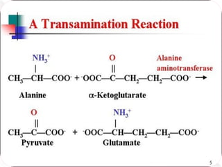 Amino acid metabolism transamination and deamination and urea cycle.pptx