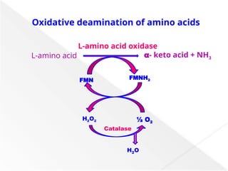 Amino acid metabolism transamination and deamination and urea cycle.pptx