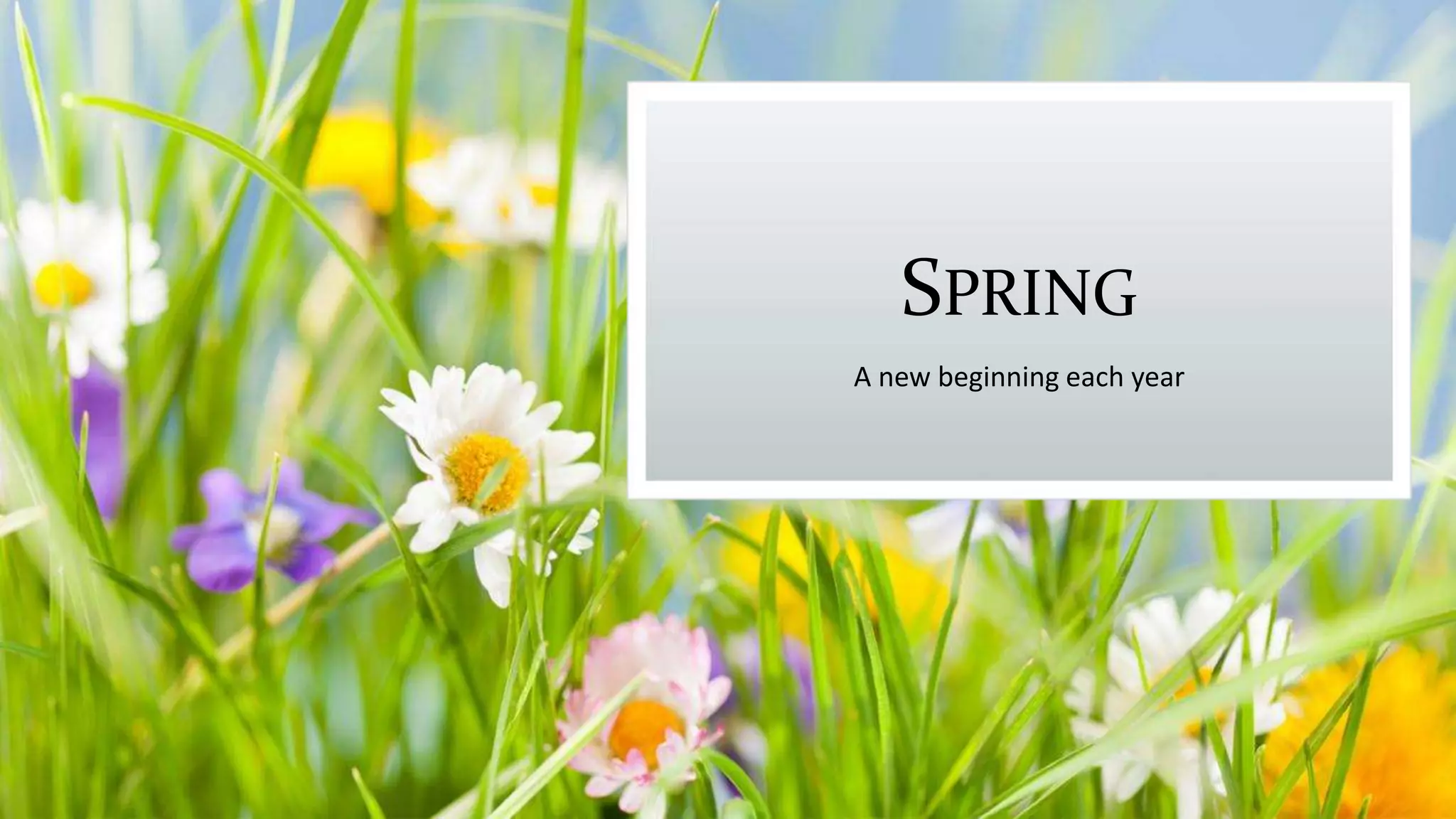 SPRING
A new beginning each year
 