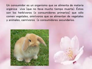 Un consumidor es un organismo que se alimenta de materia
orgánica viva (que no lleva mucho tiempo muerta). Éstos
son los herbívoros (o consumidores primarios) que sólo
comen vegetales, omnívoros que se alimentan de vegetales
y animales, carnívoros (o consumidores secundarios.
 