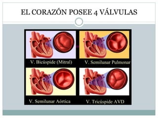 EL CORAZÓN POSEE 4 VÁLVULAS
 