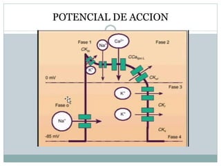 POTENCIAL DE ACCION
 