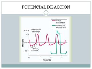 POTENCIAL DE ACCION
 