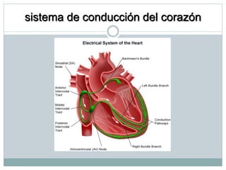 sistema de conducción del corazón
 