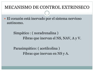 MECANISMO DE CONTROL EXTRINSECO
 El corazón está inervado por el sistema nervioso
autónomo.
Simpático : ( noradrenalina )
Fibras que inervan el NS, NAV, A y V.
Parasimpático: ( acetilcolina )
Fibras que inervan en NS y A.
 