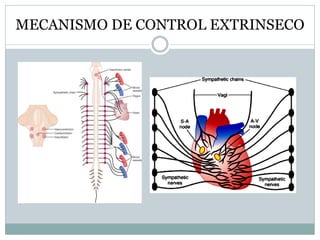 MECANISMO DE CONTROL EXTRINSECO
 