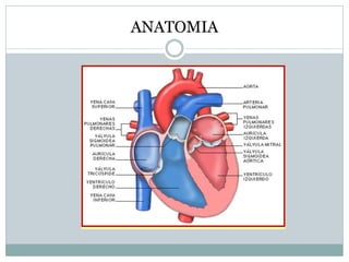 ANATOMIA
 