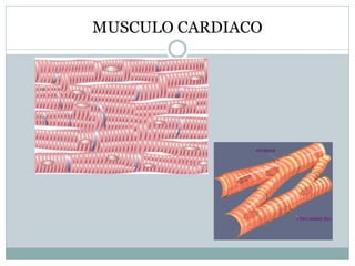 MUSCULO CARDIACO
 