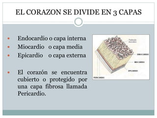 EL CORAZON SE DIVIDE EN 3 CAPAS
 Endocardio o capa interna
 Miocardio o capa media
 Epicardio o capa externa
 El corazón se encuentra
cubierto o protegido por
una capa fibrosa llamada
Pericardio.
 
