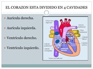 EL CORAZON ESTA DIVIDIDO EN 4 CAVIDADES
 Aurícula derecha.
 Aurícula izquierda.
 Ventrículo derecho.
 Ventrículo izquierdo.
 