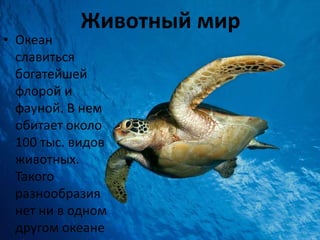 Животный мир
• Океан
славиться
богатейшей
флорой и
фауной. В нем
обитает около
100 тыс. видов
животных.
Такого
разнообразия
нет ни в одном
другом океане
 