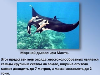 Морской дьявол или Манта.
Этот представитель отряда хвостоколообразных является
самым крупным скатом на земле, ширина его тела
может доходить до 7 метров, а масса составлять до 2
тонн.
 