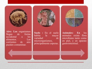 Aire: Los organismos
llegan de forma
accidental a los
alimentos. Las
corrientes de aire
pueden contaminar.
Suelo : En el suelo
habita la mayor
variedad de
microorganismos,
principalmente esporas.
Animales: En los
animales existe flora
microbiana tanto como
en piel, y en aparato
gastrointestinal.
 