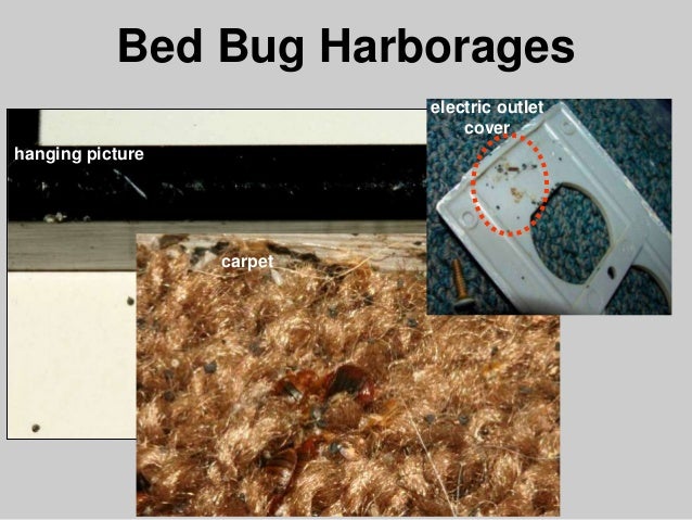 How Do Bed Bugs Travel From One Apartment To Another How Do Bed Bugs Travel From One Apartment To Another