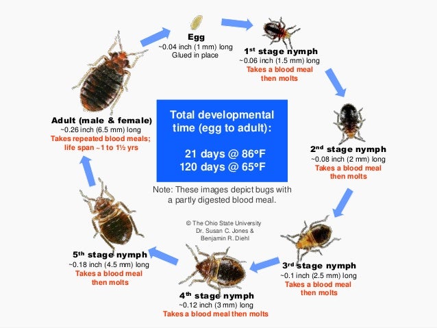 stages of bed bugs