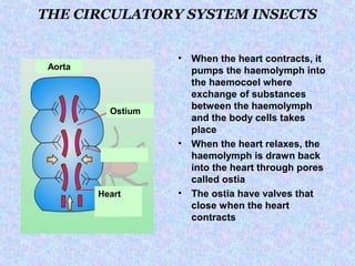 Aorta Insect 1.2 the circulatory system | PPT