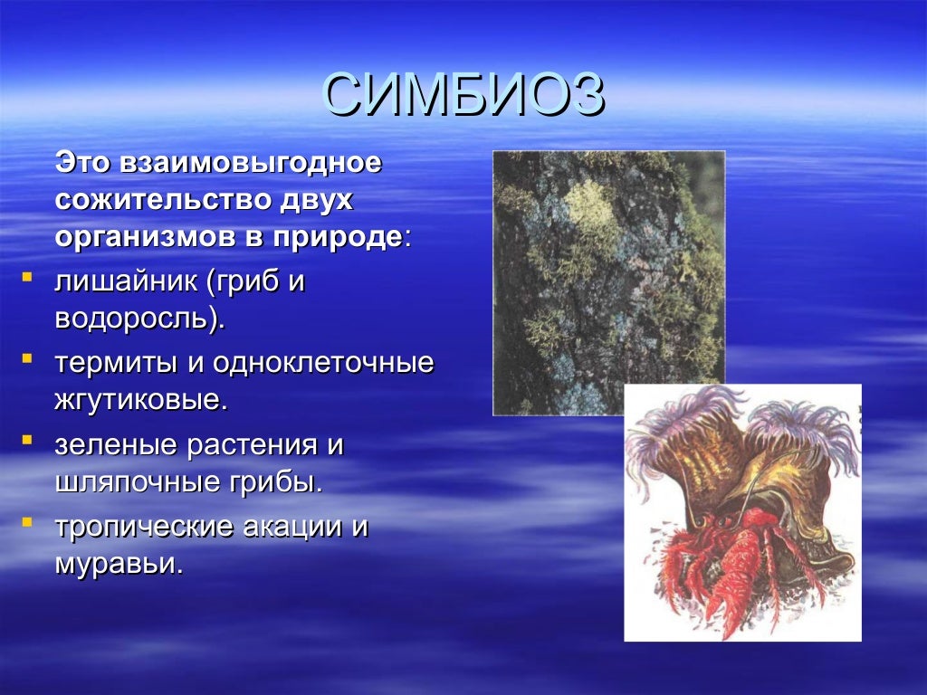 Взаимовыгодные отношения между паразитами. Симбиоз примеры. Примеры симбиоза в природе. Пример симбиотических отношений организмов. Примеры эпибиозаи в природе.