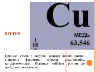 КУПРУМ
Приймає участь в побудові молекул деяких окисно-
відновних ферментів, зокрема, пластоціаніну,
цитохромоксидази. Підвищує стійкість рослин до
грибкових захворювань.
 