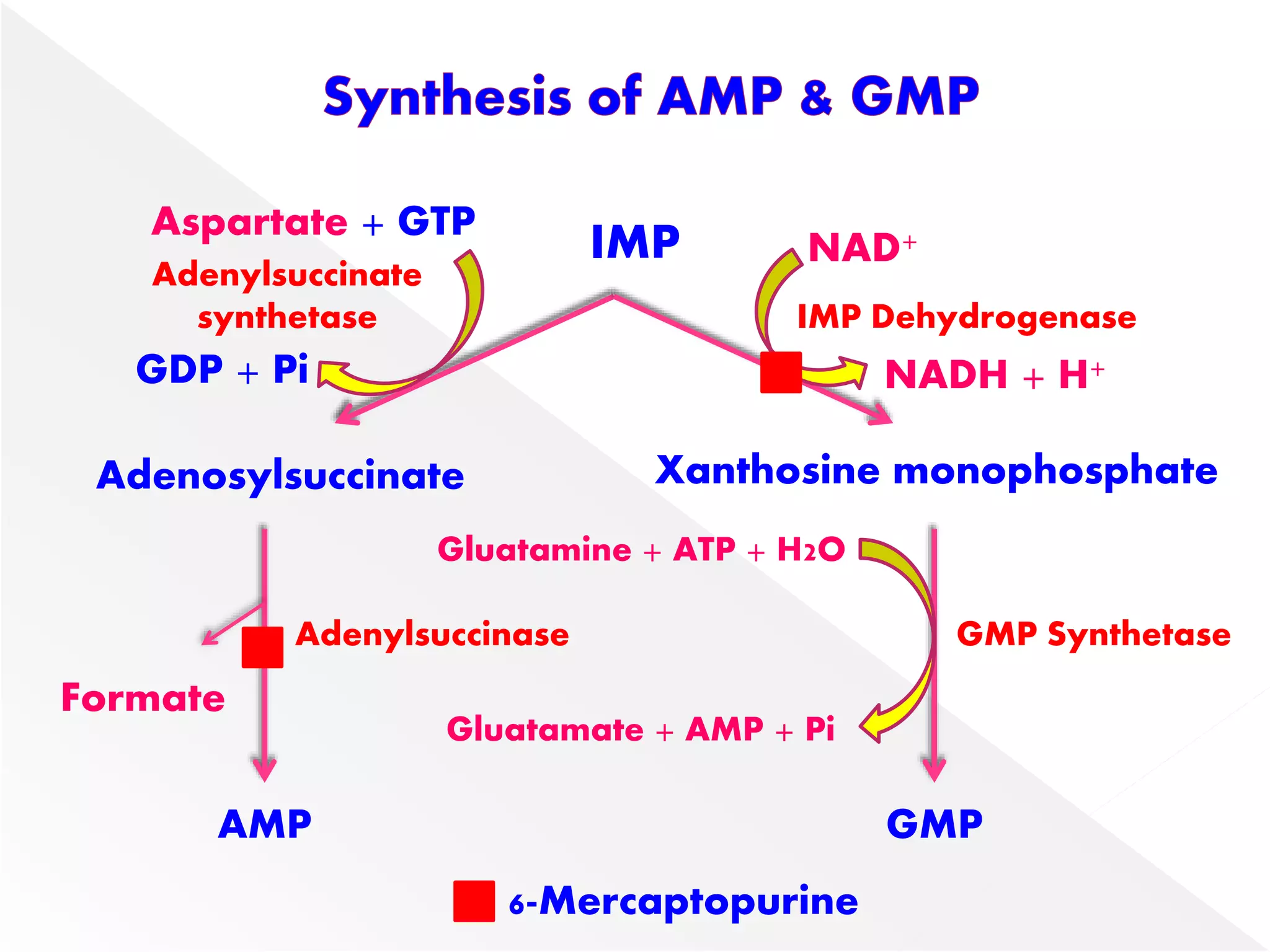 IMP
Adenosylsuccinate Xanthosine monophosphate
Aspartate + GTP
GDP + Pi
AMP GMP
Adenylsuccinate
synthetase
NAD+
NADH + H+
IMP Dehydrogenase
Formate
Adenylsuccinase GMP Synthetase
Gluatamine + ATP + H2O
Gluatamate + AMP + Pi
6-Mercaptopurine
 