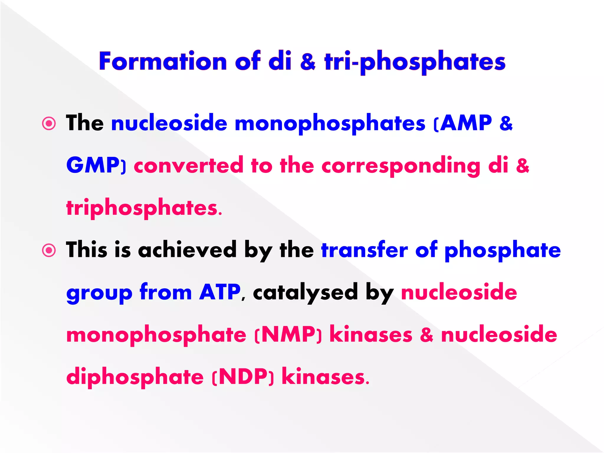  The nucleoside monophosphates (AMP &
GMP) converted to the corresponding di &
triphosphates.
 This is achieved by the transfer of phosphate
group from ATP, catalysed by nucleoside
monophosphate (NMP) kinases & nucleoside
diphosphate (NDP) kinases.
 