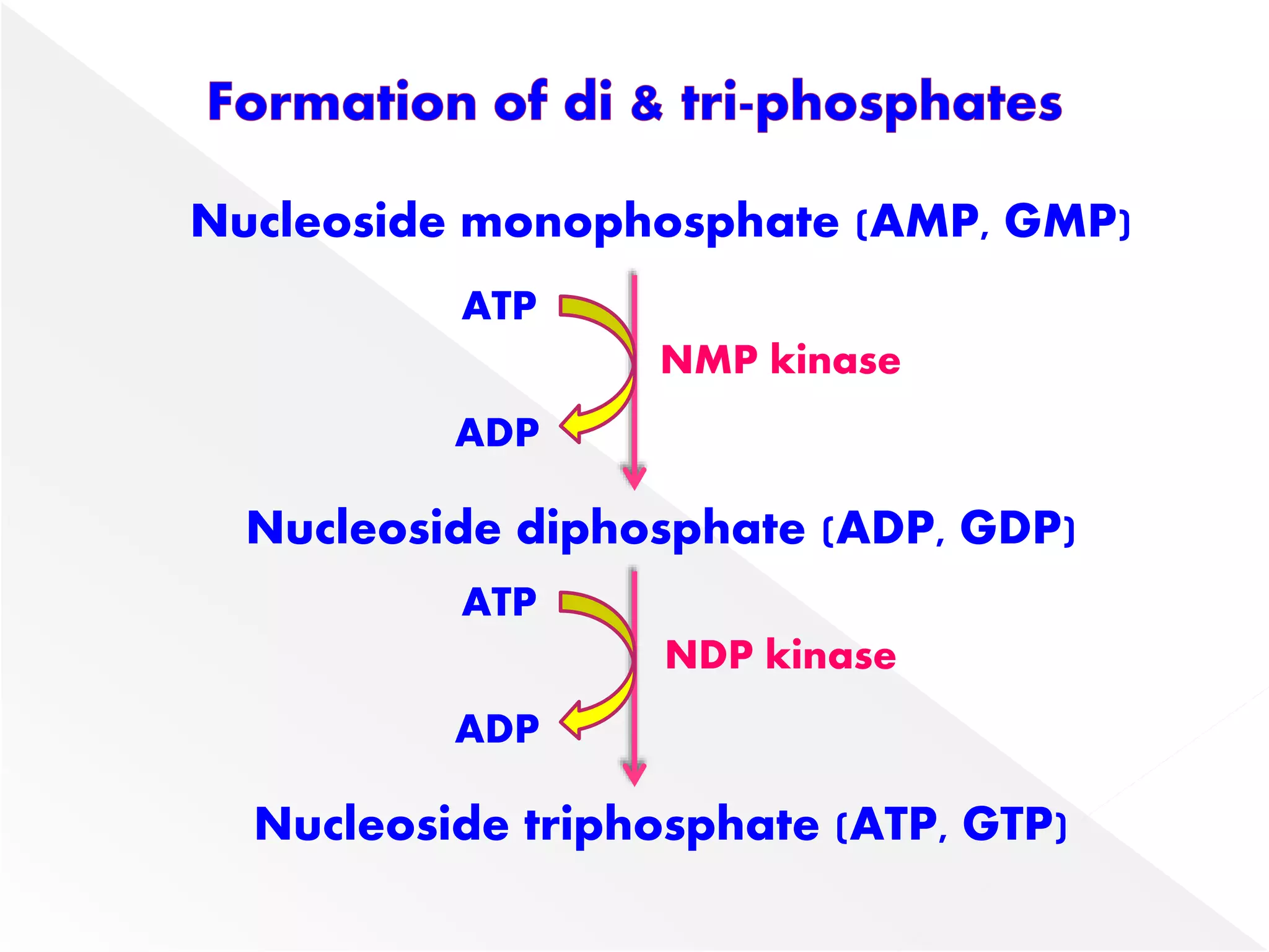 Nucleoside monophosphate (AMP, GMP)
Nucleoside diphosphate (ADP, GDP)
Nucleoside triphosphate (ATP, GTP)
ATP
ADP
NMP kinase
NDP kinase
ATP
ADP
 