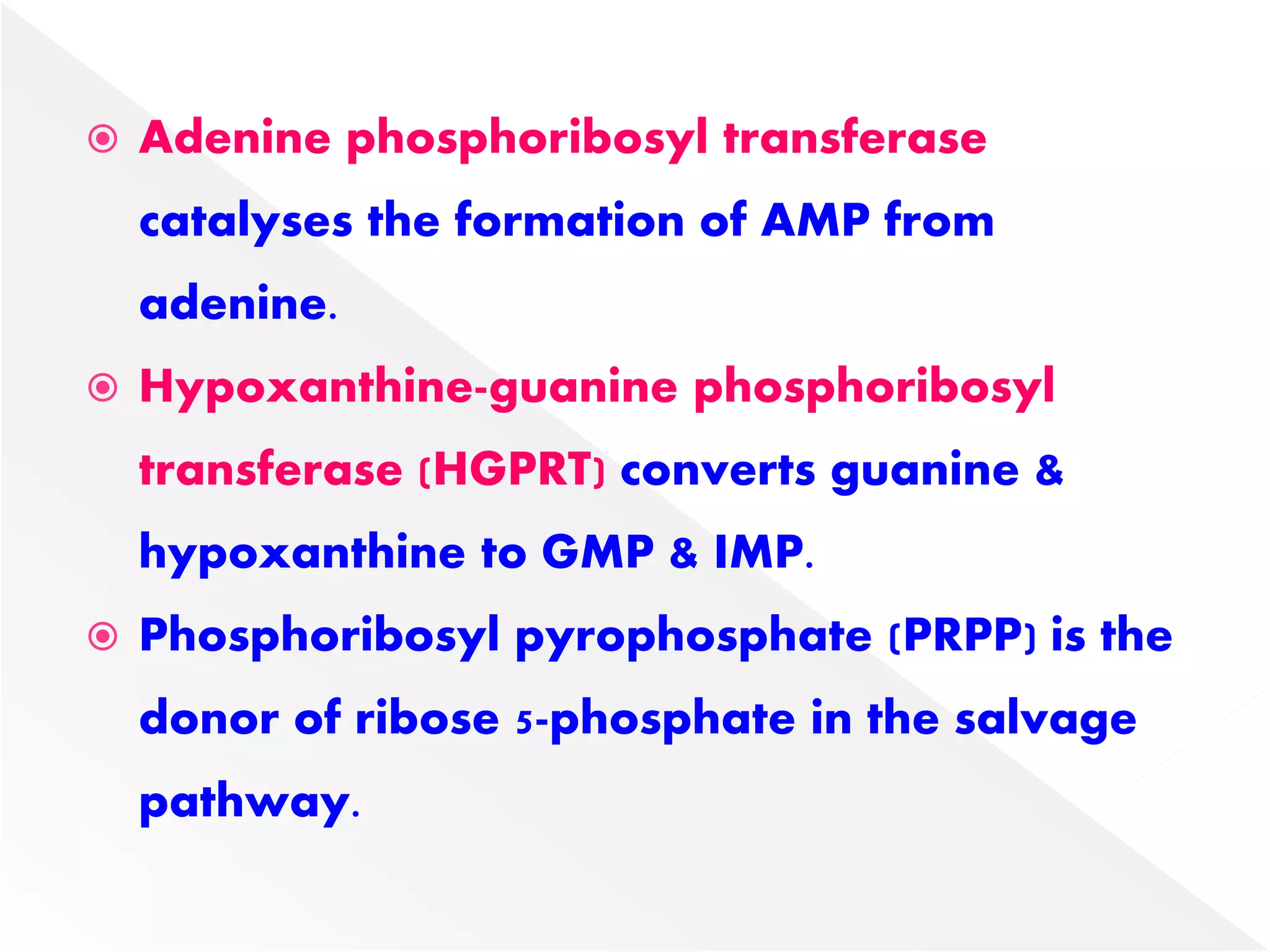 Adenine phosphoribosyl transferase
catalyses the formation of AMP from
adenine.
 Hypoxanthine-guanine phosphoribosyl
transferase (HGPRT) converts guanine &
hypoxanthine to GMP & IMP.
 Phosphoribosyl pyrophosphate (PRPP) is the
donor of ribose 5-phosphate in the salvage
pathway.
 