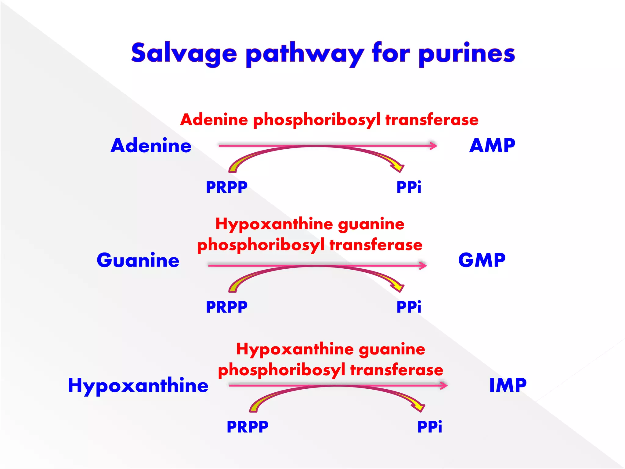 Adenine
Guanine
Hypoxanthine
AMP
GMP
IMP
Adenine phosphoribosyl transferase
Hypoxanthine guanine
phosphoribosyl transferase
Hypoxanthine guanine
phosphoribosyl transferase
PRPP PPi
PRPP PPi
PRPP PPi
 