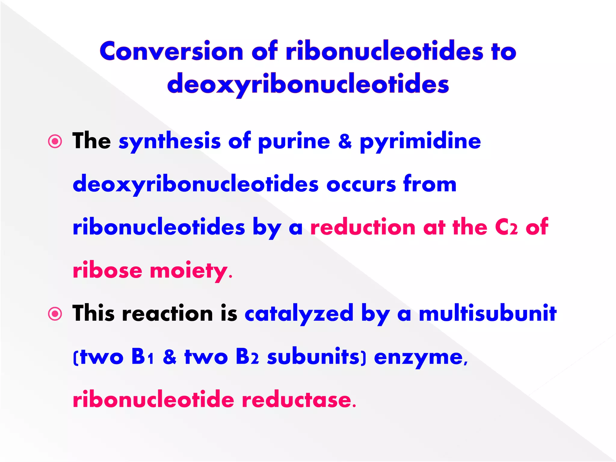  The synthesis of purine & pyrimidine
deoxyribonucleotides occurs from
ribonucleotides by a reduction at the C2 of
ribose moiety.
 This reaction is catalyzed by a multisubunit
(two B1 & two B2 subunits) enzyme,
ribonucleotide reductase.
 