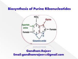 BIOSYNTHESIS OF PURINE NUCLEOTIDES | PPT