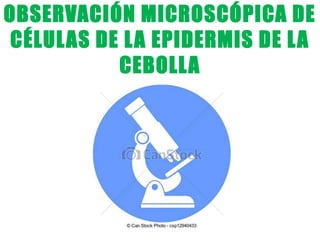 OBSERVACIÓN MICROSCÓPICA DE
CÉLULAS DE LA EPIDERMIS DE LA
CEBOLLA