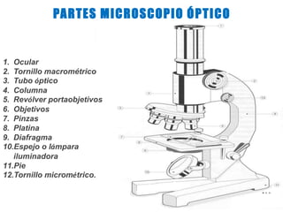 1. Ocular
2. Tornillo macrométrico
3. Tubo óptico
4. Columna
5. Revólver portaobjetivos
6. Objetivos
7. Pinzas
8. Platina
9. Diafragma
10.Espejo o lámpara
iluminadora
11.Pie
12.Tornillo micrométrico.
PARTES MICROSCOPIO ÓPTICO
