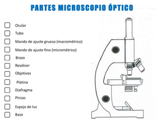 Ocular
Brazo
Objetivos
Base
Mando de ajuste fino (micrométrico)
Mando de ajuste grueso (macrométrico)
Tubo
Diafragma
Espejo de luz
Pinzas
Platina
Revólver
PARTES MICROSCOPIO ÓPTICO