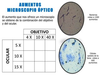 OBJETIVO
4 X 10 X 40 X
OCULAR
5 X
10 X
15 X
El aumento que nos ofrece un microscopio
se obtiene de la combinación del objetivo
y del ocular.
AUMENTOS
MICROSCOPIO ÓPTICO
Bacterias
vistas a 1500
aumentos
Células
epitelio de la
boca vistas a
600
aumentos