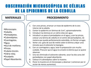 OBSERVACIÓN MICROSCÓPICA DE CÉLULAS
DE LA EPIDERMIS DE LA CEBOLLA
MATERIALES
Microscopio.
Cebolla.
Portaobjetos.
Cubreobjetos.
Cuentagotas.
Agua.
Azul de metileno.
Pinzas.
Cubeta tinción.
Vidrio reloj.
Escalpelo.
Papel Absorbente.
PROCEDIMIENTO
1. Con unas pinzas, arrancar un trozo de epidermis de la cara
interior de la cebolla.
2. Contar la epidermis en láminas de 1cm2, aproximadamente.
3. Introducir las láminas en un vidrio reloj con agua.
4. Introducir un poco el portaobjetos en el agua, y con las pinzas,
colocar una lámina de cebolla en el centro del portaobjetos, de
manera que quede perfectamente extendida, sin formar arrugas.
5. Verter una gota de azul de metilo sobre la lámina y dejar unos
minutos que el colorante la impregne.
6. Con un cuentagotas y agua, lavar la preparación con mucho
cuidado. Procurar que el agua no arrastre la lámina que se quiere
observar.
7. Una vez eliminado el colorante sobrante, secar las dos caras del
portaobjetos con papel absorbente.
8. Colocar el cubreobjetos sobre la muestra.
9. Poner la muestra en el microscopio y observar ( comenzar por el
ocular de menos aumentos).