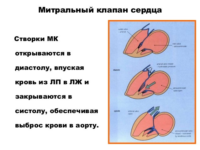 Атриовентрикулярные клапаны закрываются
