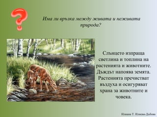 Има ли връзка между живата и неживата
природа?
Слънцето изпраща
светлина и топлина на
растенията и животните.
Дъждът напоява земята.
Растенията пречистват
въздуха и осигуряват
храна за животните и
човека.
Илиана Т. Илиева-Дъбова
 