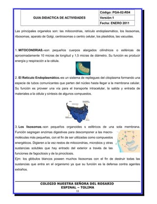 GUIA DIDACTICA DE ACTIVIDADES
Código: PGA-02-R04
Versión:1
Fecha: ENERO 2011
Las principales organelos son: las mitocondrias, retículo endoplasmático, los lisosomas,
ribosomas, aparato de Golgi, centrosomas o centro celular, los plastidios, las vacuolas.
1. MITOCONDRIAS.-son pequeños cuerpos alargados cilíndricos o esféricas de
aproximadamente 10 micras de longitud y 1,5 micras de diámetro. Su función es producir
energía y respiración a la célula.
2. El Retículo Endoplasmático.-es un sistema de repliegues del citoplasma formando una
especie de tubos comunicantes que parten del núcleo hasta llegar a la membrana celular.
Su función es proveer una vía para el transporte intracelular, la salida y entrada de
materiales a la célula y síntesis de algunos compuestos.
3. Los lisosomas.-son pequeños organoides s esféricos de una sola membrana.
Función segregan enzimas digestivas para descomponer a las macro-
moléculas más pequeñas, con el fin de ser utilizadas como compuestos
energéticos. Digieren a la vez restos de mitocondrias, microbios y otras
sustancias solubles que hay entrado del exterior a través de las
funciones de fagocitosis y de la pinocitosis.
Ejm: los glóbulos blancos poseen muchos lisosomas con el fin de destruir todas las
sustancias que entra en el organismo ya que su función es la defensa contra agentes
extraños.
COLEGIO NUESTRA SEÑORA DEL ROSARIO
ESPINAL – TOLIMA
11
 