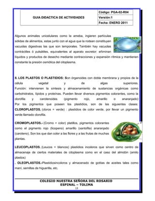 GUIA DIDACTICA DE ACTIVIDADES
Código: PGA-02-R04
Versión:1
Fecha: ENERO 2011
Algunos animales unicelulares como la ameba, ingieren partículas
sólidas de alimentos, estas junto con el agua que la rodean constituyen
vacuolas digestivas las que son temporales. También hay vacuolas
contráctiles ó pulsátiles, equivalentes al aparato excretor: eñiminan
líquidos y productos de desecho mediante contracciones y expansión rítmica y mantienen
constante la presión osmótica del citoplasma.
8. LOS PLASTOS O PLASTIDIOS: Son órganoides con doble membrana y propios de la
célula vegetal y de algas superiores.
Función: intervienen la síntesis y almacenamiento de sustancias orgánicas como
carbohidratos, lípidos y proteínas. Pueden llevar diversos pigmentos colorantes, como la
clorofila y carotenoides (pigmento rojo, amarillo o anaranjado)
Por los pigmentos que poseen los plastidios, son de las siguientes clases:
CLOROPLASTOS. (cloros = verde) : plastidios de color verde, por llevar un pigmento
verde llamado clorofila.
CROMOPLASTOS.- (Cromo = color) platillos, pigmentos colorantes
como el pigmento rojo (licopeno) amarillo (xantofila) anaranjado
(caroteno). Son los que dan color a las flores y a las frutas de muchas
plantas.
LEUCOPLASTOS. (Leucos = blancos) plastidios incoloros que sirven como centro de
almacenaje de ciertos materiales de citoplasma como en el caso del almidón (amilo
plastos)
. OLEOPLASTOS.-Plastidiosincoloros y almacenado de gotitas de aceites tales como
maní, semillas de higuerilla, etc.
COLEGIO NUESTRA SEÑORA DEL ROSARIO
ESPINAL – TOLIMA
13
 