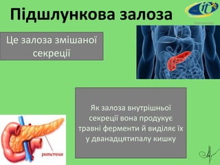 Підшлункова залоза Омельянова
Це залоза змішаної
секреції
Як залоза внутрішньої
секреції вона продукує
травні ферменти й виділяє їх
у дванадцятипалу кишку
 