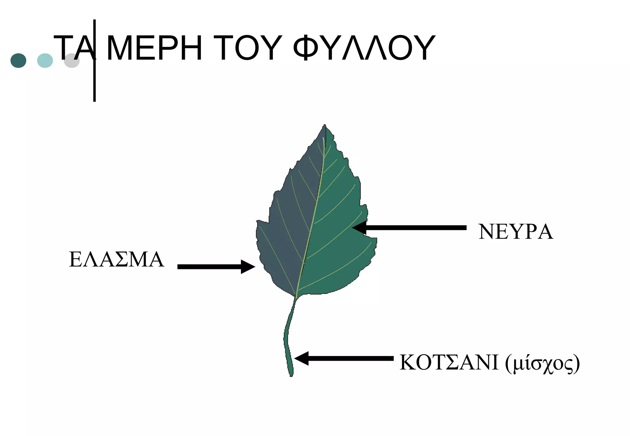ΤΑ ΜΕΡΗ ΤΟΥ ΦΥΛΛΟΥ
ΚΟΤΣΑΝΙ (μίσχος)
ΕΛΑΣΜΑ
ΝΕΥΡΑ
 