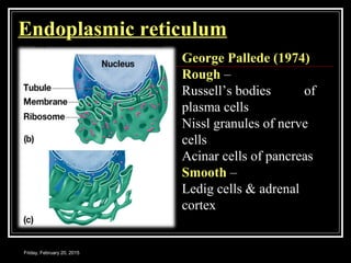 Friday, February 20, 2015
Endoplasmic reticulum
George Pallede (1974)
Rough –
Russell’s bodies of
plasma cells
Nissl granules of nerve
cells
Acinar cells of pancreas
Smooth –
Ledig cells & adrenal
cortex
 