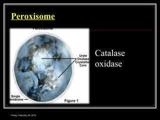 Friday, February 20, 2015
Peroxisome
Catalase
oxidase
 